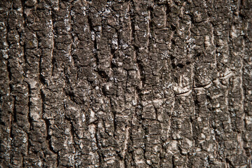photo tree bark texture. Texture of old tree.