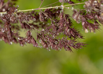 A plant with droplets of water on it