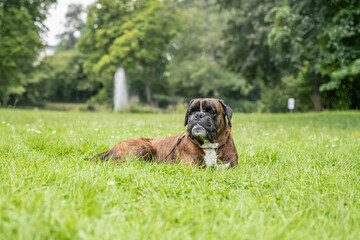 beautiful 3 years old purebred golden brown german boxer dog puppy jumping playing outdoor shooting