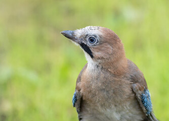 Eurasian jay, Garrulus glandarius. A young bird sitting in a clearing, taken close-up