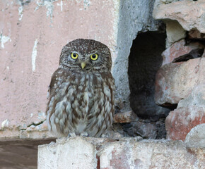 Little owl, Athene noctua. A male bird sits near the nest, looking into the camera lens