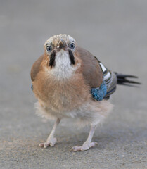Eurasian jay, Garrulus glandarius. A bird sits on the pavement in the park, looking into the lens