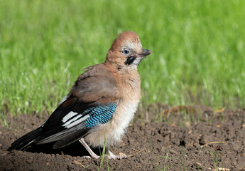Eurasian jay, Garrulus glandarius. A young bird sits on the lawn in the park, feathers fluffed up.