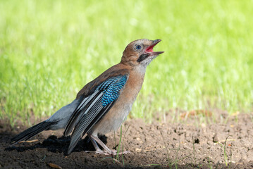 Eurasian jay, Garrulus glandarius. A young bird sits on a lawn in the park, calling