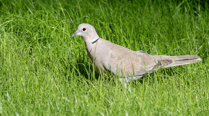 Eurasian collared dove, Streptopelia decaocto. A bird walks through the grass in the park