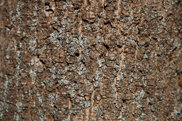 photo tree bark texture. Texture of old tree.