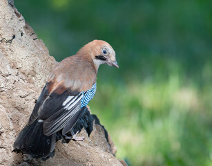 Eurasian jay, Garrulus glandarius. A young bird sits on the bark of a century-old oak tree