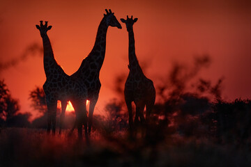 Nxai Pan NP orange sunset with giraffes. Idyllic giraffe silhouette with evening orange sunset light, Botswana, Africa. Animal in the nature habitat, with trees. Sun with big animals, wildlife Africa.