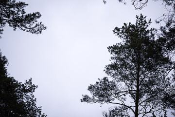 Pine tree silhouette (Pinus sylvestris) on overcast cloudy sky background