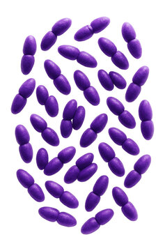 Gram-stained Streptococcus pneumoniae displaying purple lancet-shaped diplococci