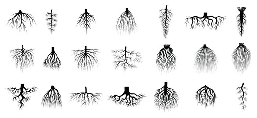 root plants botanical symbols root systems from creep trees recent vector flat collections isolated