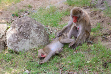Monkey