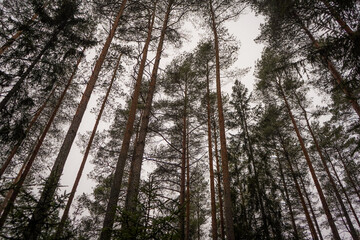Low angle view of Pine tree forest (Pinus sylvestris) on overcast cloudy sky background