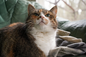 Colorful orange cat with white chest and green eyes looking up indoors