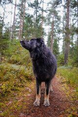 Black dog with long fur and brown legs looking to the side with head high up an a path with forest background