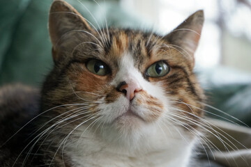Colorful orange cat with white chest and green eyes looking at you