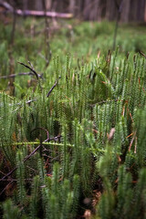 Club mosses (lycopodium clavatum) growing in the forest in bright green color