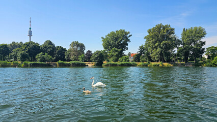 Schwan mit Küken 