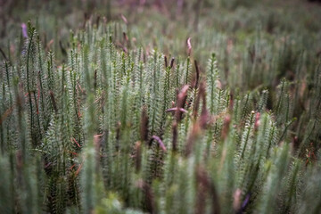 Moody club moss (lycopodium clavatum) background pattern with dark and moody atmosphere