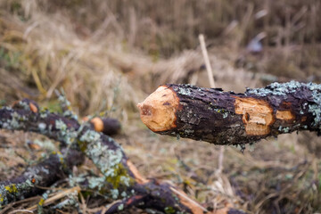 Beaver tree chewing on tree trunk left only pointy edge