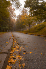 Paved road with yellow foliage, lined with trees and scattered leaves, under soft autumn mist