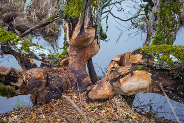 Close up of beaver tree trunk chewing almost cutting down the tree