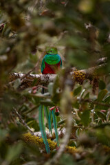 Resplendent Quetzal, Pharomachrus mocinno, from Chiapas, Mexico with green forest background. Tropic bird. Magnificent sacred green and red bird. Detail forest hidden Resplendent Quetzal.