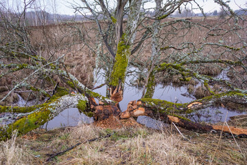 Beaver tree trunk chewing almost cutting down the tree with water swamp in the background