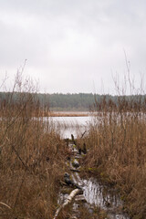 Broken wood jetty pier in water between brown long grass and forest in the back
