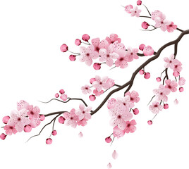 pink sakura cherry blossom branch © Creative Fatima