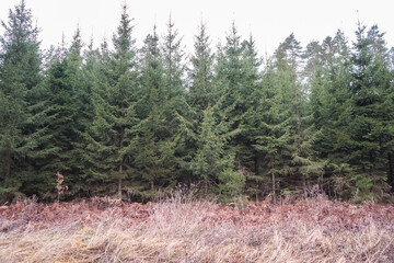 Foggy spruce tree (Picea abies) forest wall with old yellow grass on the bottom