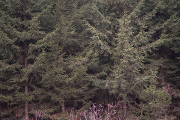Spruce tree (Picea abies) forest wall background pattern in dark green color