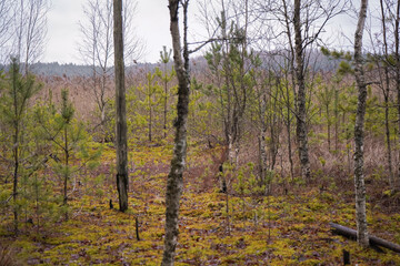 Lake side bog swamp with small pine trees and green moss on overcast day