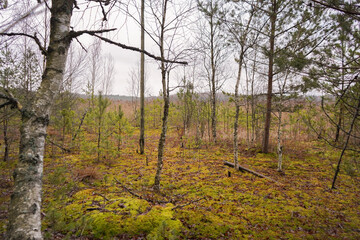 Northern lake side bog swamp with small pine and birch trees and green moss