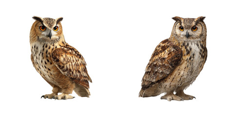 Fototapeta premium Two owls with brown and white feathers standing side by side on black background