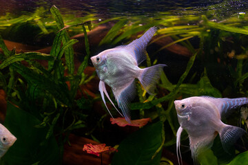 A serene underwater scene of several angelfish swimming amidst lush aquatic plants. The light...