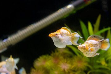 A captivating shot of two balloon molly fish swimming gracefully in aquarium with some aquatic...