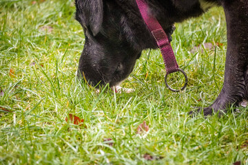 Black Labrador dog sniffing a bone in the grass with a purple dog collar
