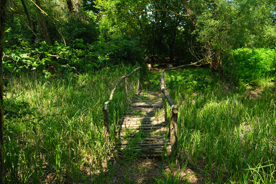 rustic wooden pathway with railings leads into a lush, sun-dappled forest, surrounded by tall green grass. Evokes nature, exploration, and tranquility