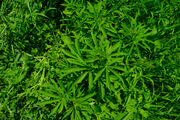 Background from marijuana plants. Hemp leaves and seeds. Legalization of marijuana, Drug factory, Industrial cultivation of cannabis.