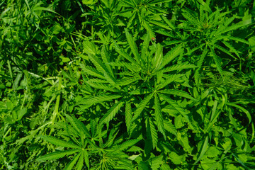 Background from marijuana plants. Hemp leaves and seeds. Legalization of marijuana, Drug factory, Industrial cultivation of cannabis.