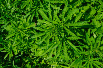 Background from marijuana plants. Hemp leaves and seeds. Legalization of marijuana, Drug factory,...