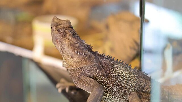 Philippine Sailfin Lizard in Captive Habitat