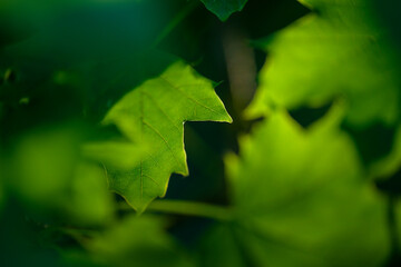 Feuille d'érable : la danse de la lumière et des veines végétales