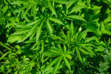 Background from marijuana plants. Hemp leaves and seeds. Legalization of marijuana, Drug factory, Industrial cultivation of cannabis.