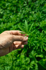 Close up of hand holding cannabis leaf. Concept of cannabis plantation for medical and business