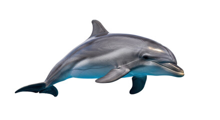 Fototapeta premium Dolphin swimming in blue water isolated on a transparent background marine mammal
