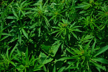 Background from marijuana plants. Hemp leaves and seeds. Legalization of marijuana, Drug factory, Industrial cultivation of cannabis.