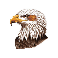 Obraz premium Eagle head