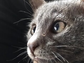 portrait of a cat